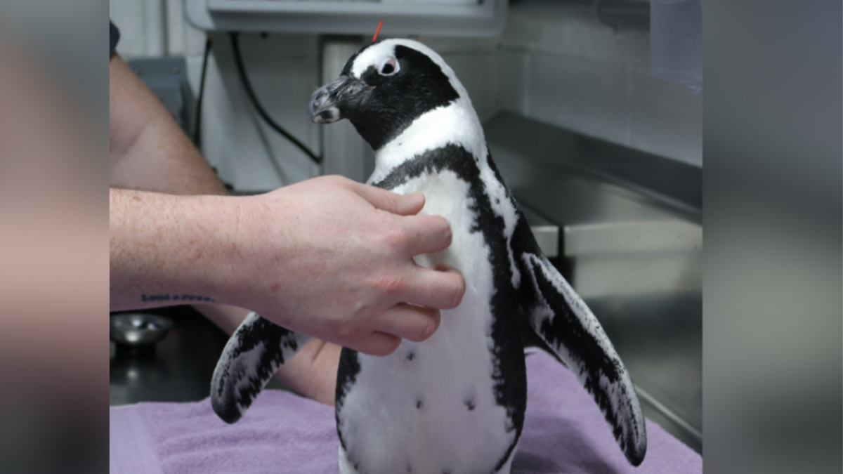 New England Aquarium’s penguin “Piko” feels better after acupuncture treatment