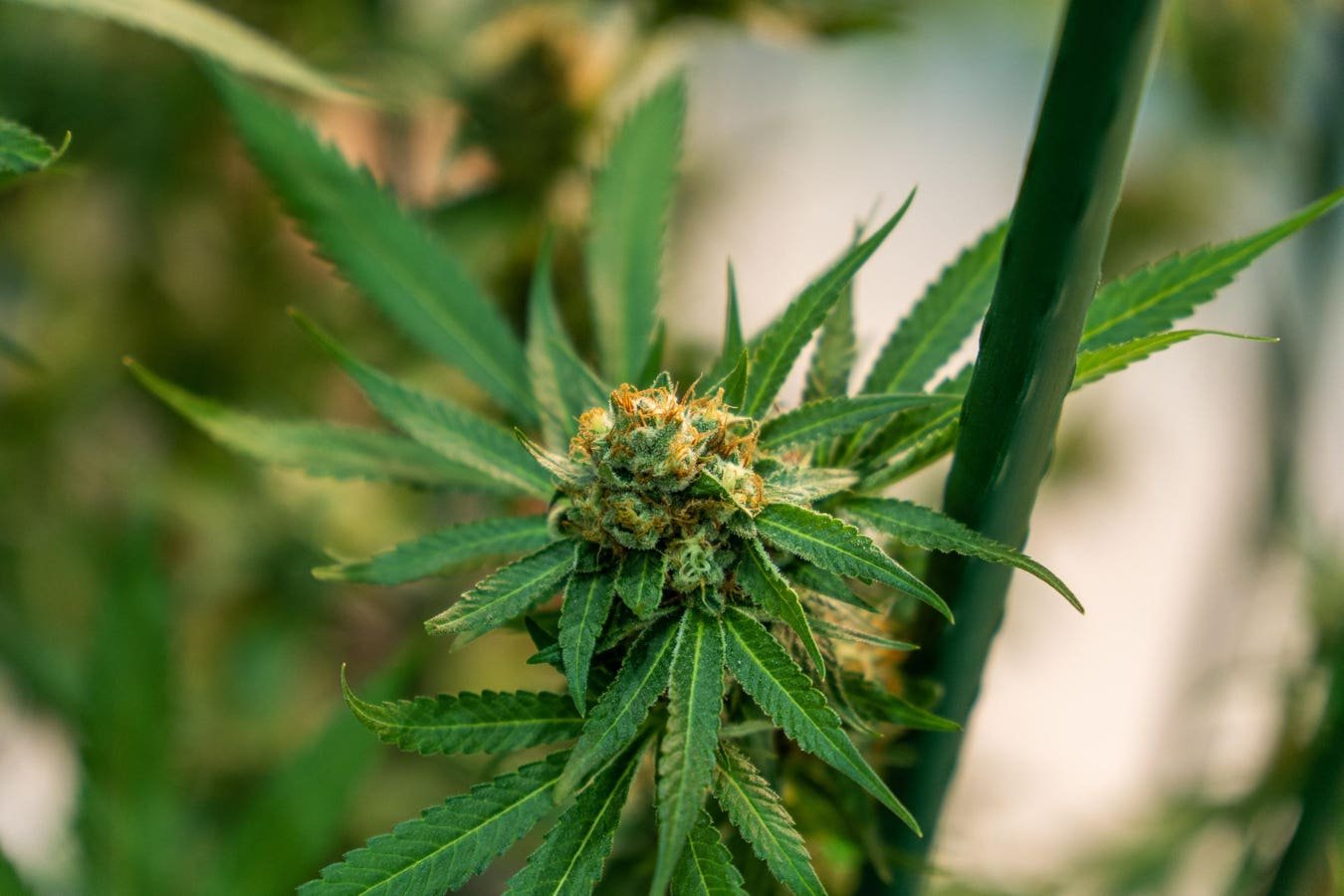 Brainwave scans show that CBD products have more relaxing effects than terpenes