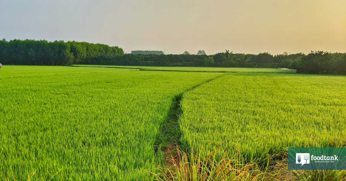 Exploring the intersection of climate action and nutritional security – Food Tank