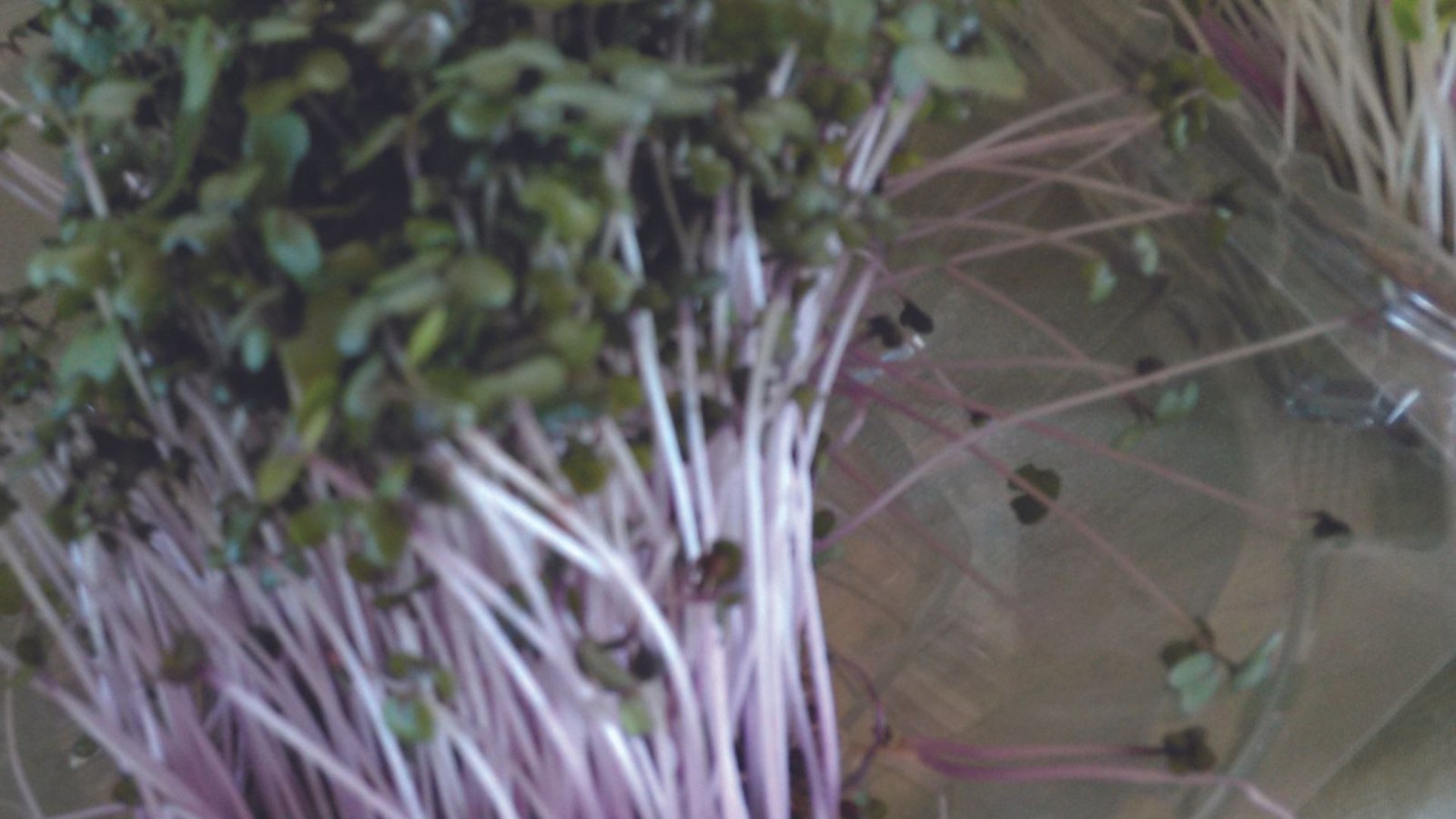 Powerful nutrients in microgreens