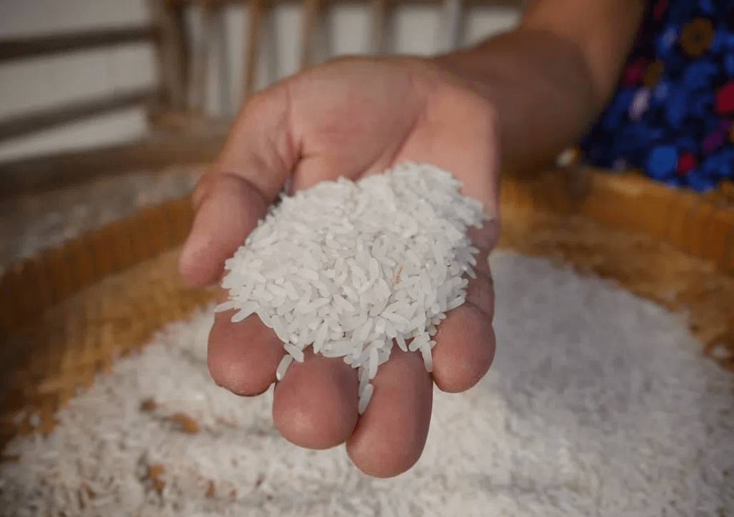 Nutritional breakthrough: Genetically modified vitamin B1-fortified rice could help overcome health deficiencies