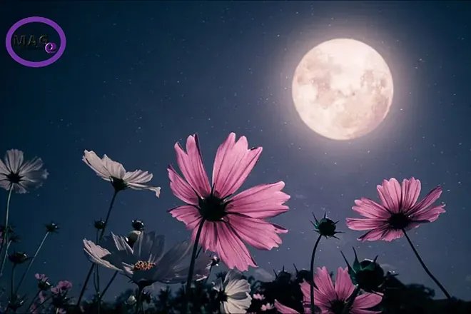 What does the May full moon mean and what rituals can be performed?