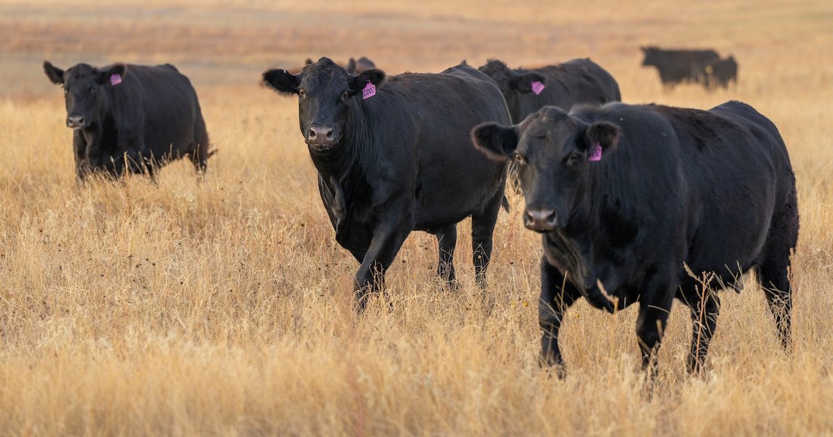 When to Check Livestock Trace Mineral Levels