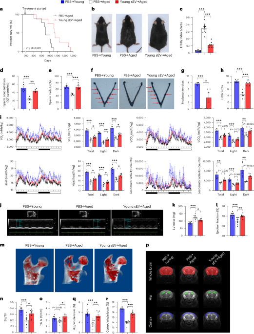 Small extracellular vesicles from young plasma reverse age-related functional declines by improving mitochondrial energy metabolism