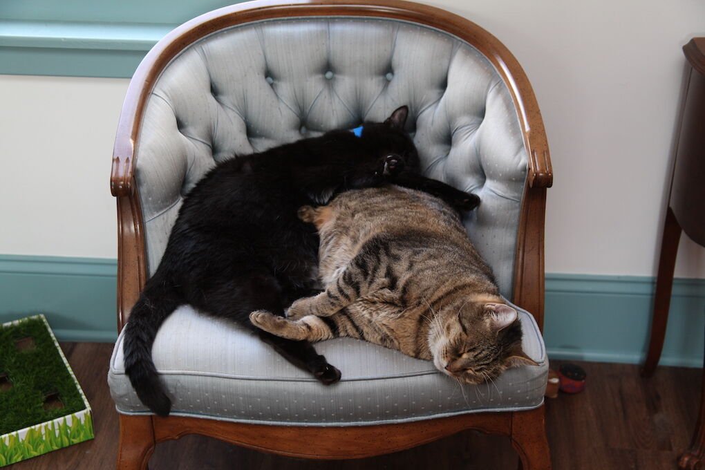 Things to do in the DC area: Post-Punk Flea Market, Pixar Putt, Cat Meditation, and more!