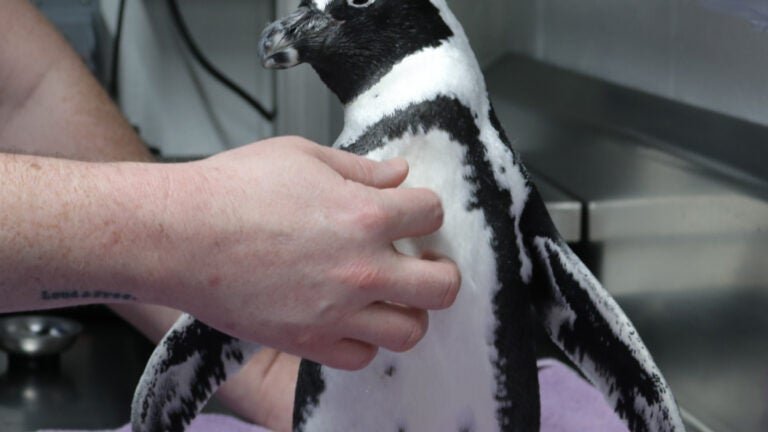 Elderly African penguin grows after acupuncture treatment