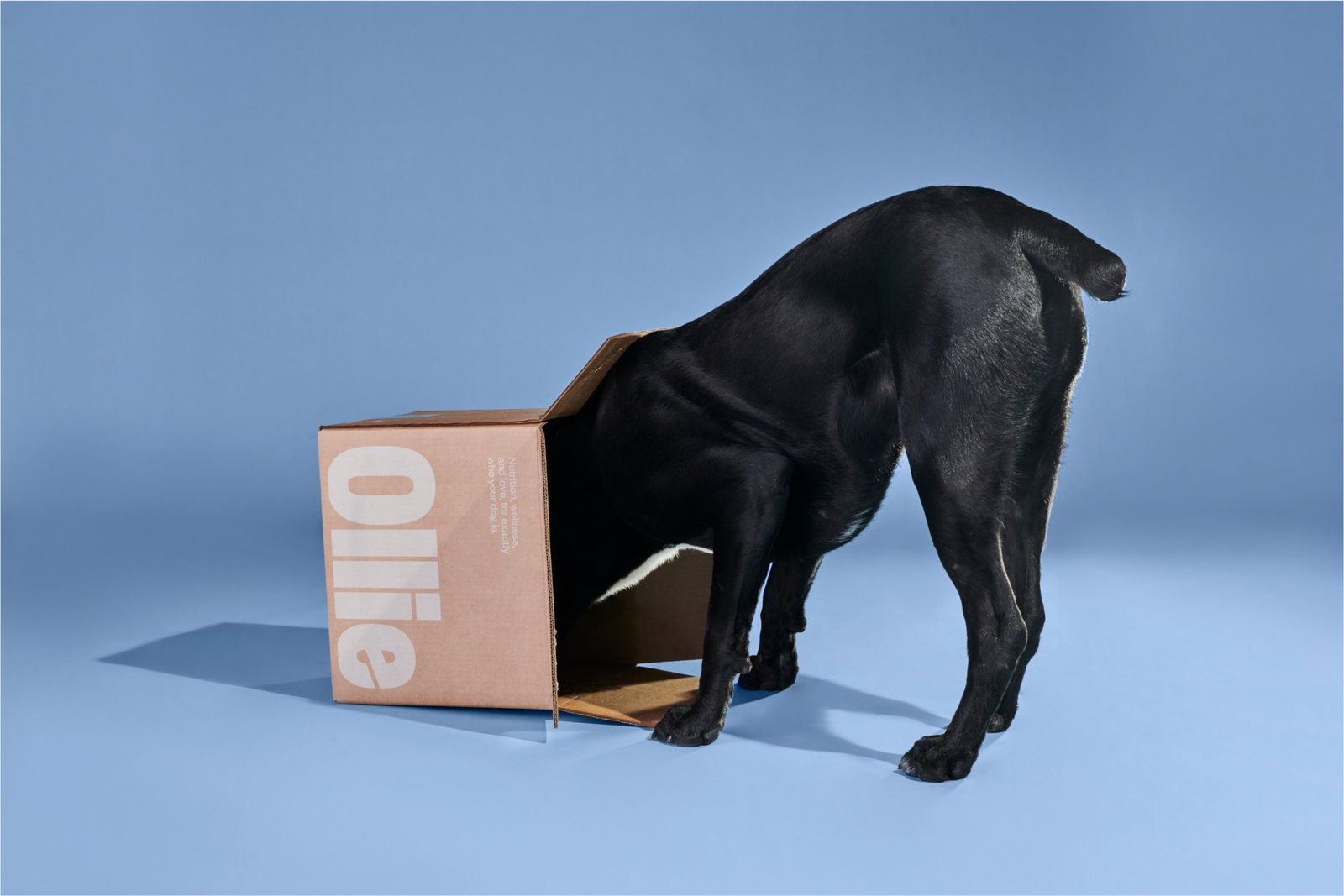 Fresh dog food delivered to your home