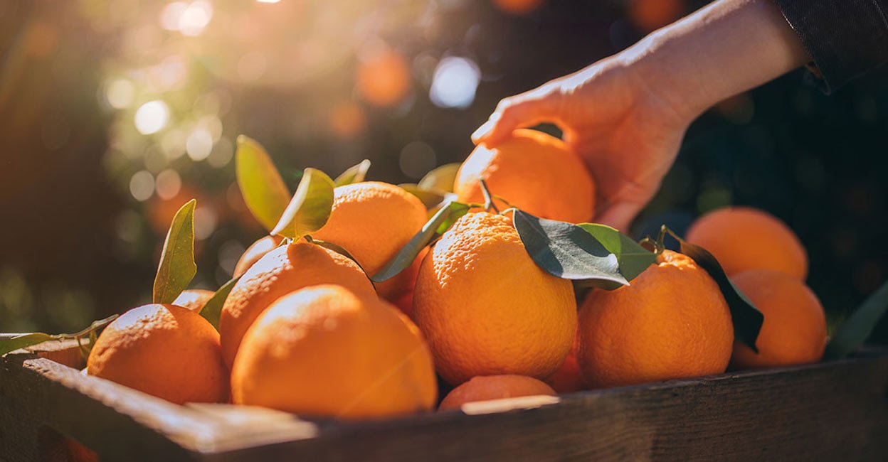 Is it okay to eat oranges after meals?Ayurveda says | Health