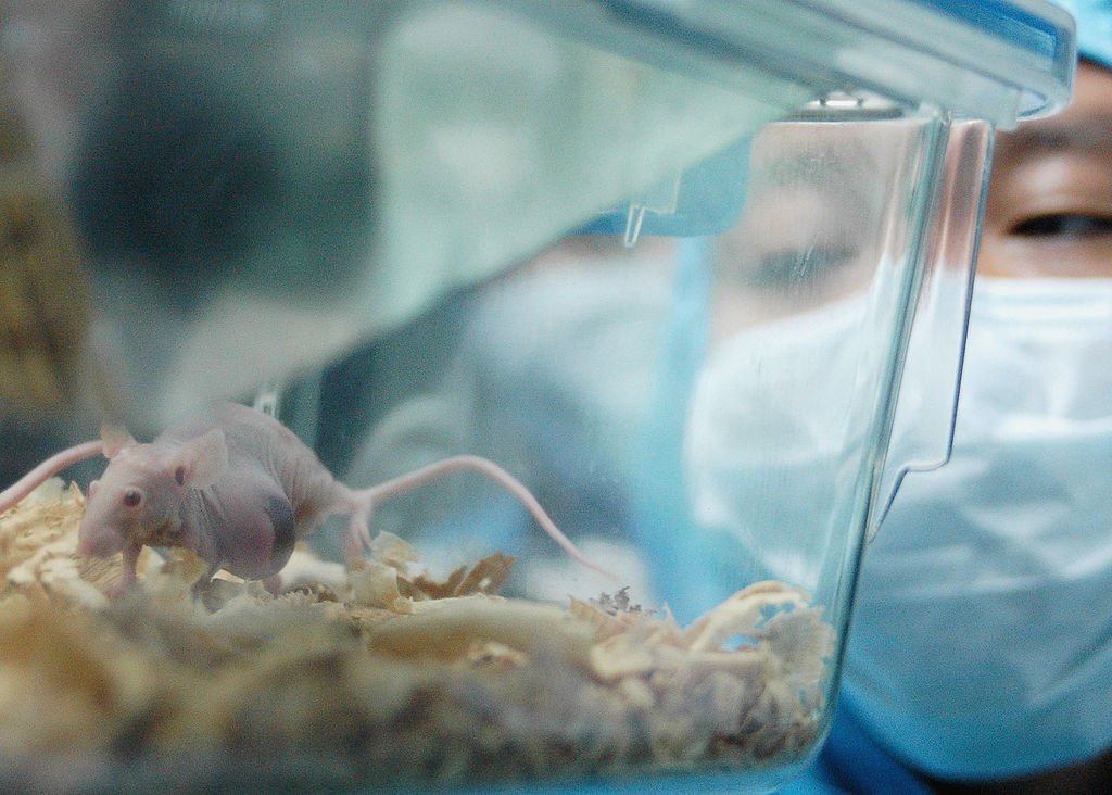 Chinese scientists use blood from young mice to extend mouse lifespan to 120-130 years of human life : Health : Tech Times