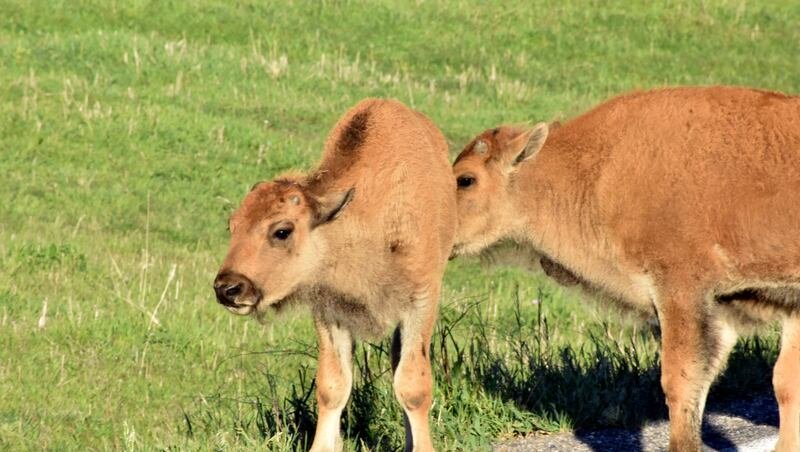 The spiritual meaning of rare white bison spotted in Yellowstone
