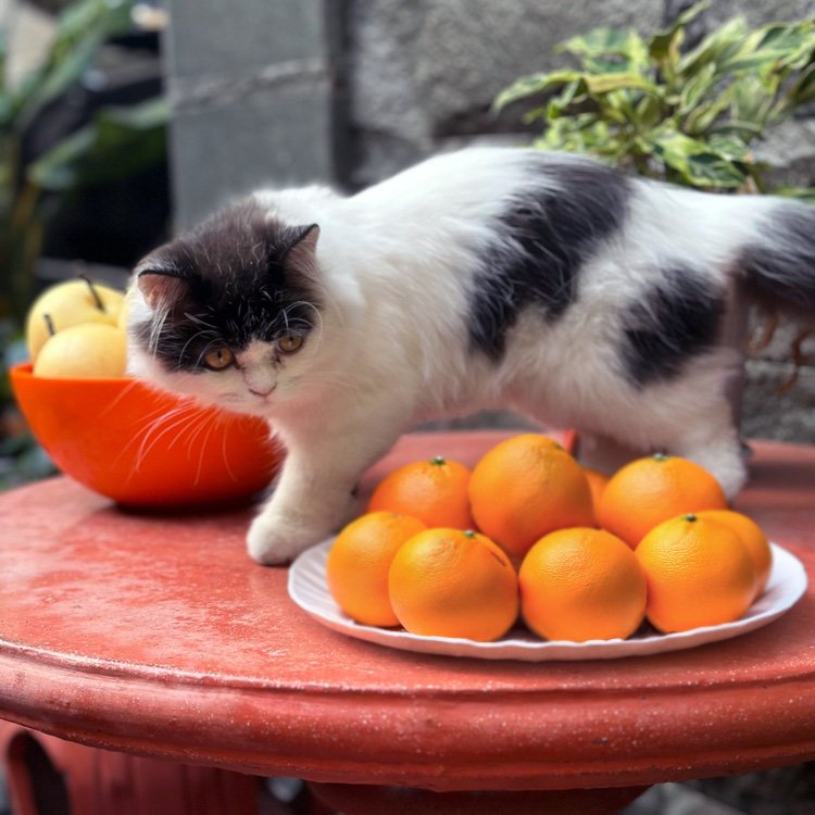 Can Cats Eat Oranges? Human Food for Cats The Wildest