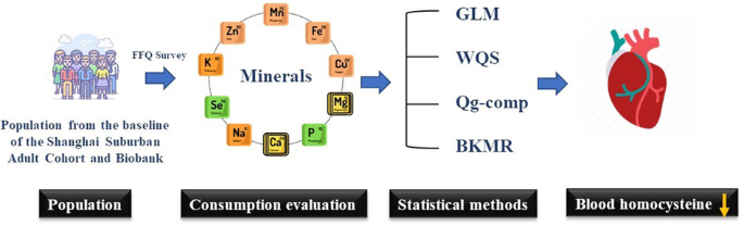 Relationship between mineral intake and blood homocysteine concentration based on three machine learning methods: A large-scale cross-sectional study