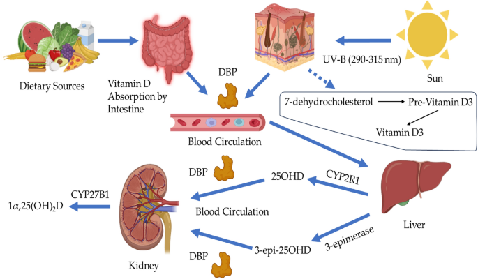 Unraveling the complex interplay between obesity and vitamin D metabolism