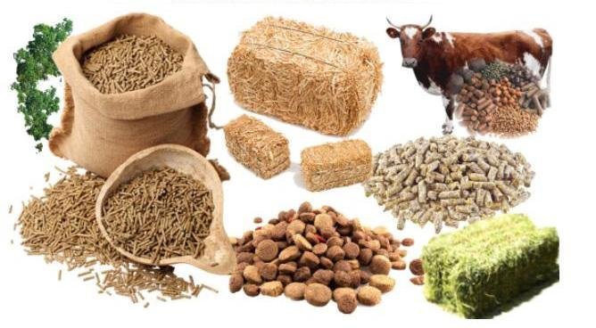 Animal Nutrition Market Analysis by Key Players