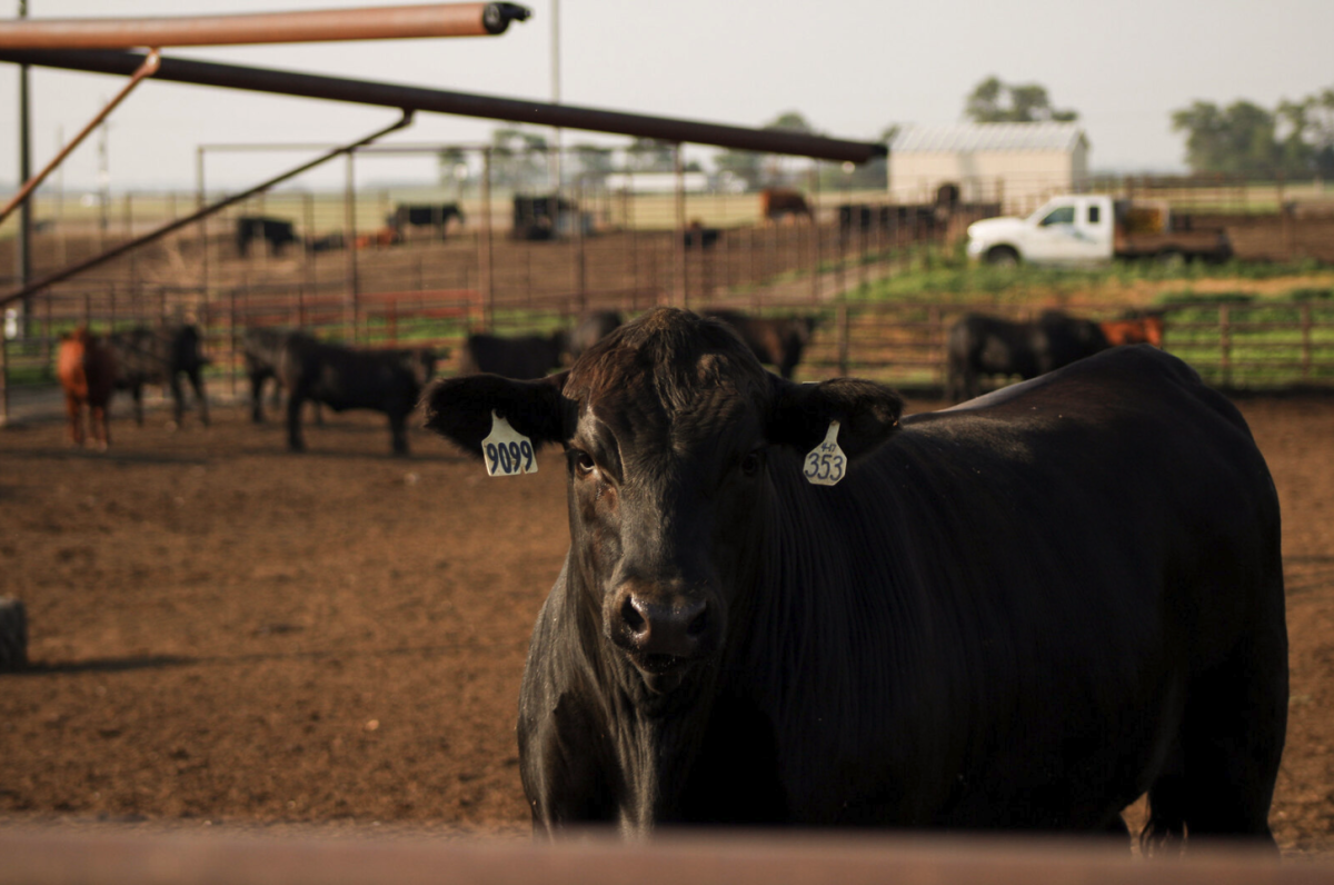 Siouxland Feedlot Forum Provides Key Insights on Feedlot Nutrition and Management