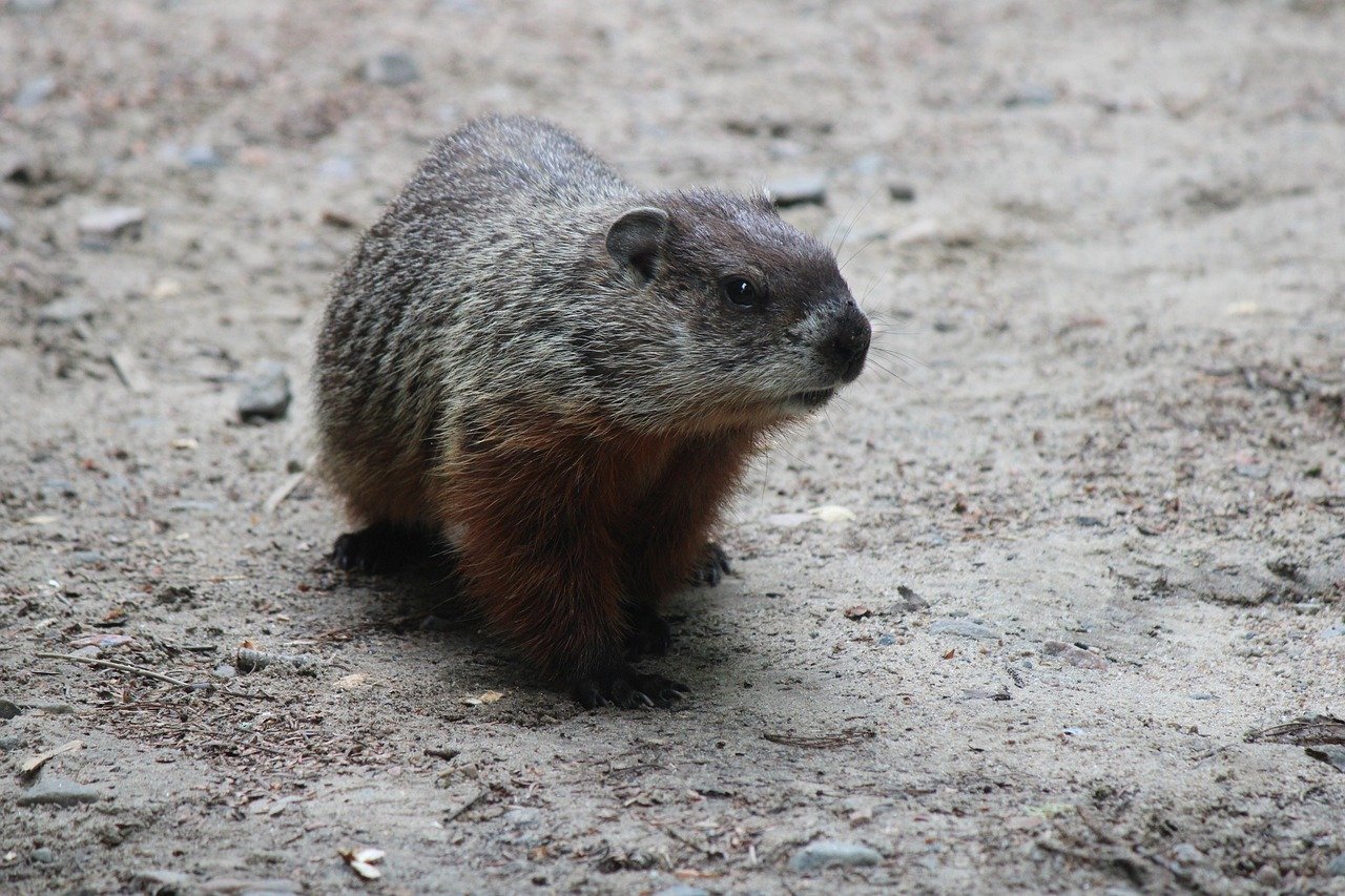 Enrichment ensures woodchuck health – UConn Today