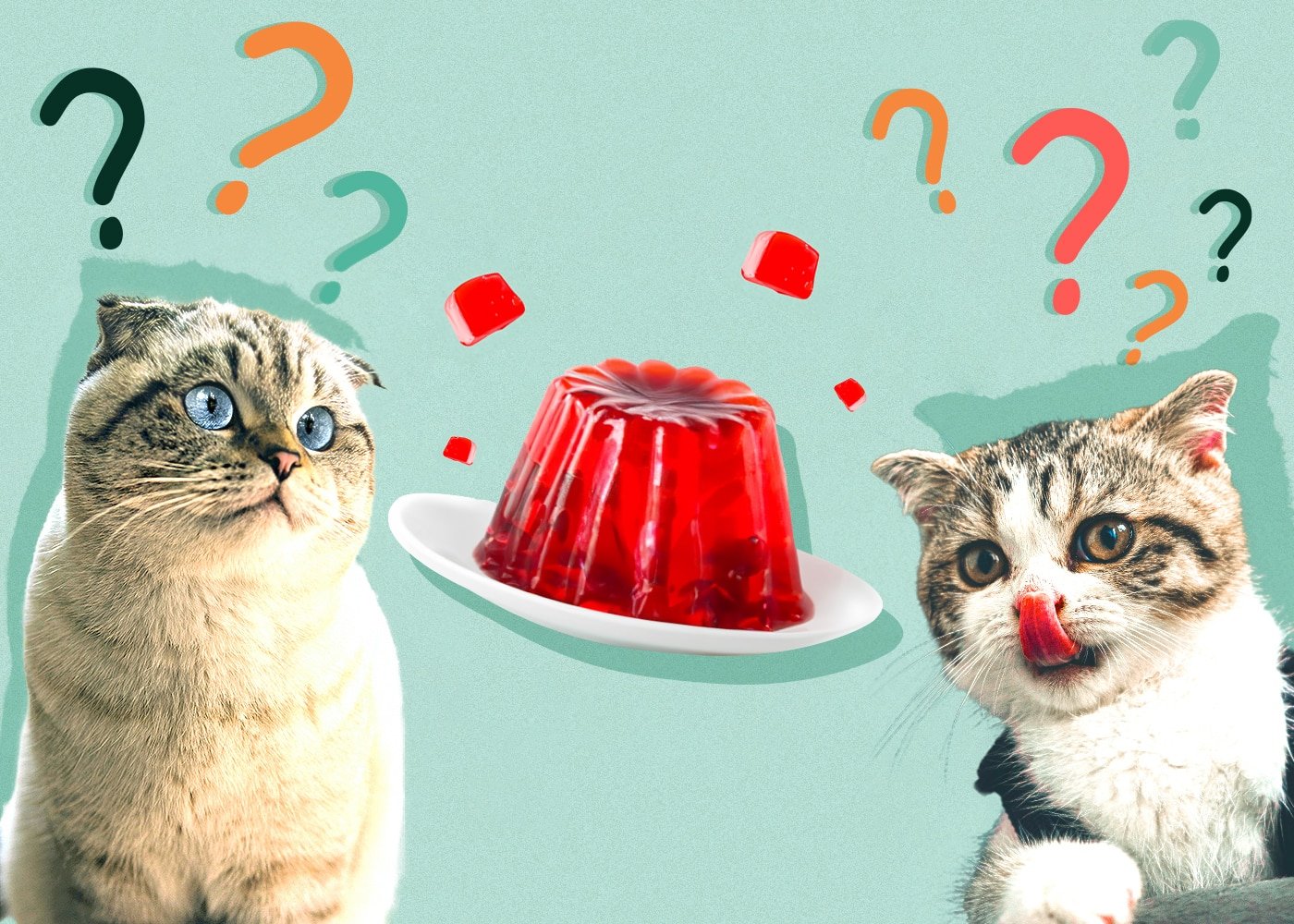 Can cats eat jelly? Veterinarian-approved nutritional advice