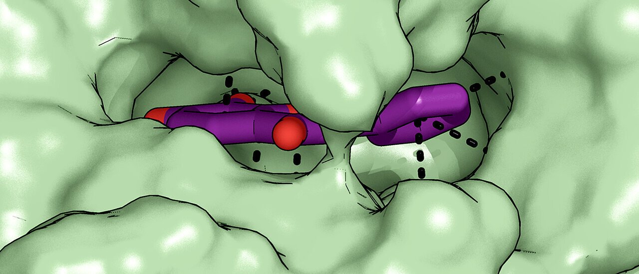 New compounds may slow decomposition