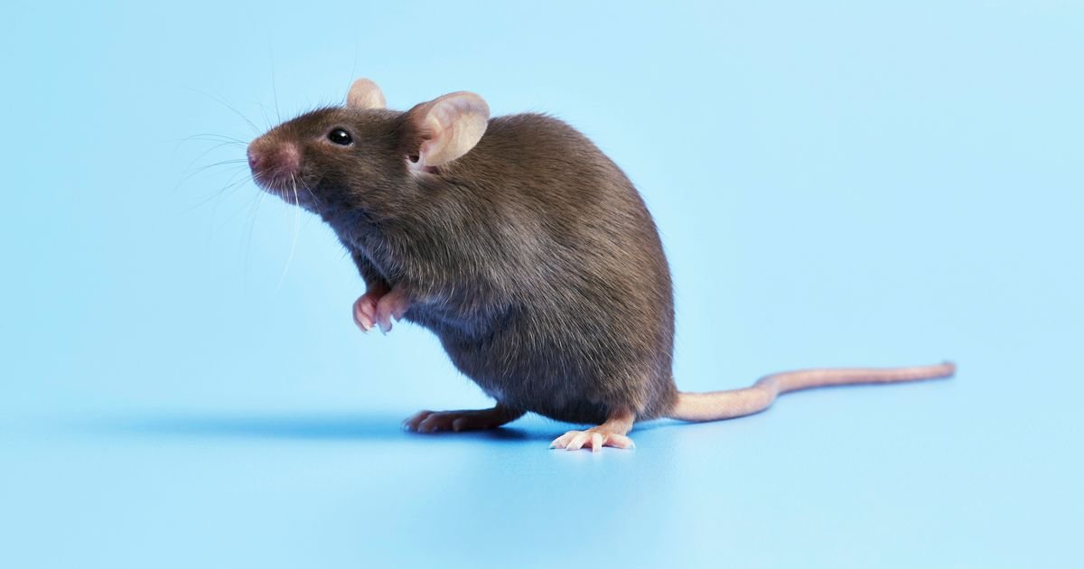 Anti-aging ‘Holy Grail’ drug discovered to extend lifespan by 25% and prevent cancer