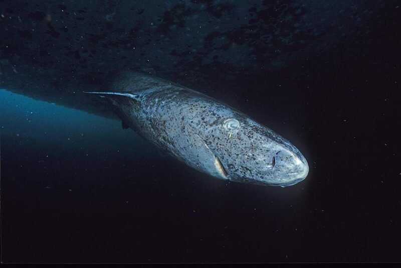 The Anti-Aging Secrets of Greenland Sharks » Explorersweb